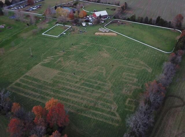 An aerial view of a field with an eagle pattern mowed into the grass.