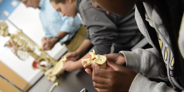 Students looking at model bones.