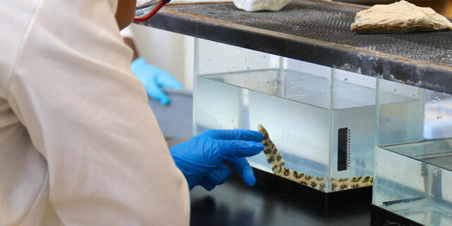 A student in a lab coat and gloves points at an eel in an aquarium tank.