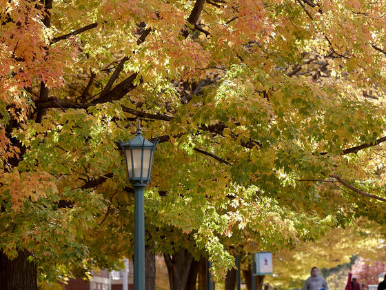 Fall leaves on campus.
