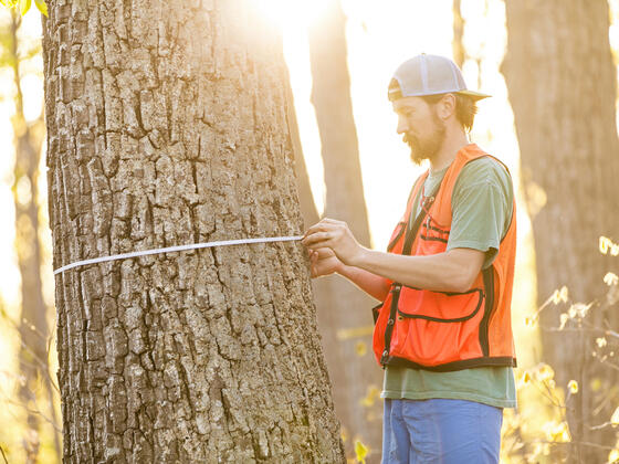 Student measuring tree at Singleton Matthews Farm.