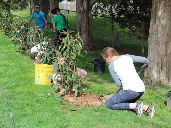 Students planting trees.