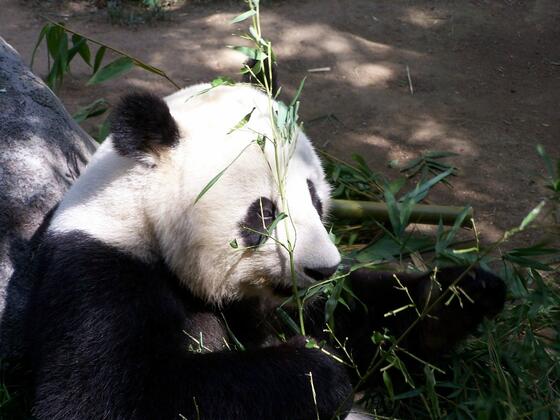 panda bear at san Diego zoo