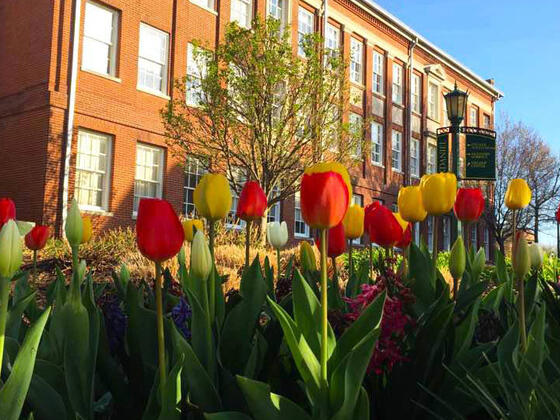 mcdaniel tulips