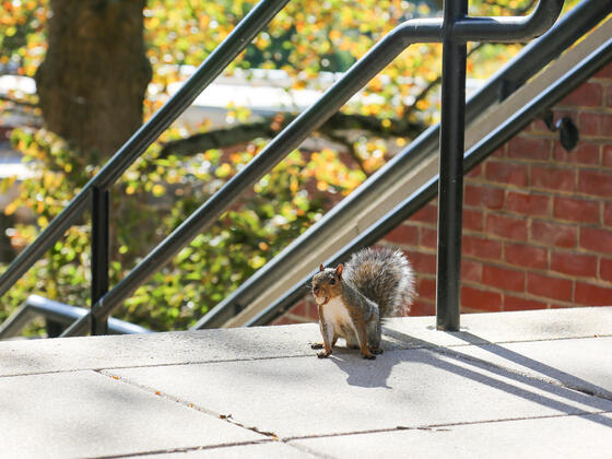 campus squirrel