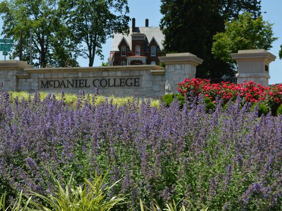 The entrance to campus from downtown Westminster, Md., includes variegated liriope, purple blooming catmint, boxwoods and knock out roses with a view of the admissions building, Carroll Hall.