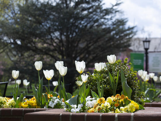 campus flowers