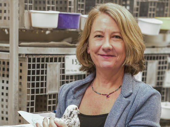 Psychology professor Margaret McDevitt holds a pigeon in McDaniel's on-campus pigeon lab.