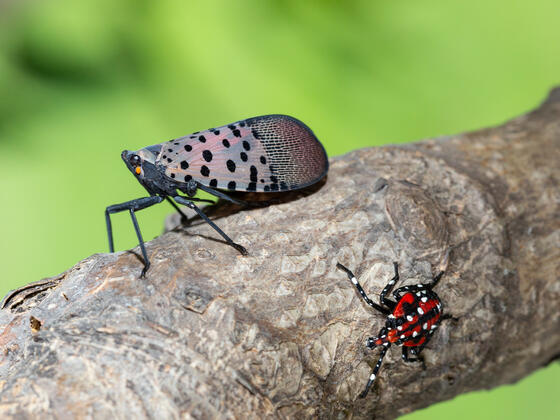 A spotted lanternfly next to a nymph lanternfly on a tree branch.