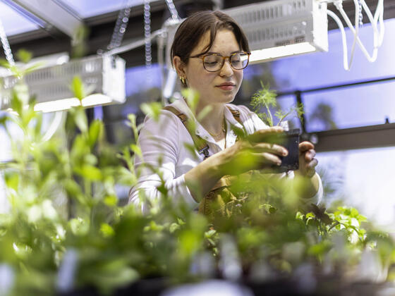 A student works with plants inside the McDaniel greenhouse.