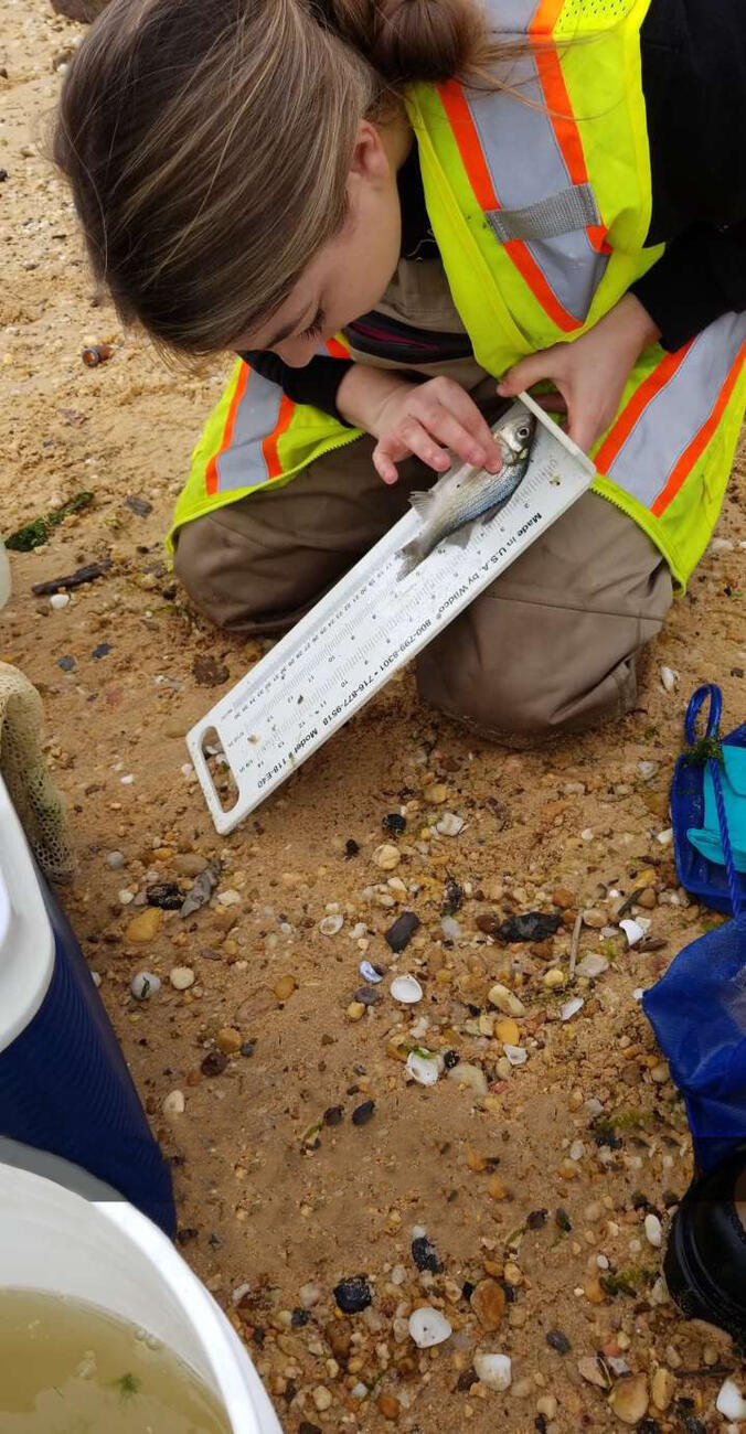 Alumna Caitlin Eversmier measuring a fish for research.