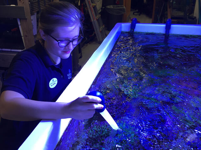 Allison Parker gathering real-world experiences and exploring careers at the famed National Aquarium. 