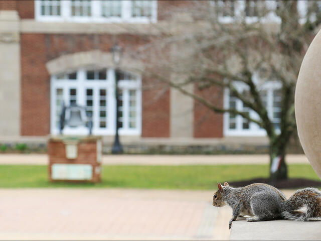 McDaniel_ZOOM_Squirrel