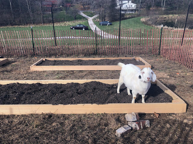 Student Farm Goat