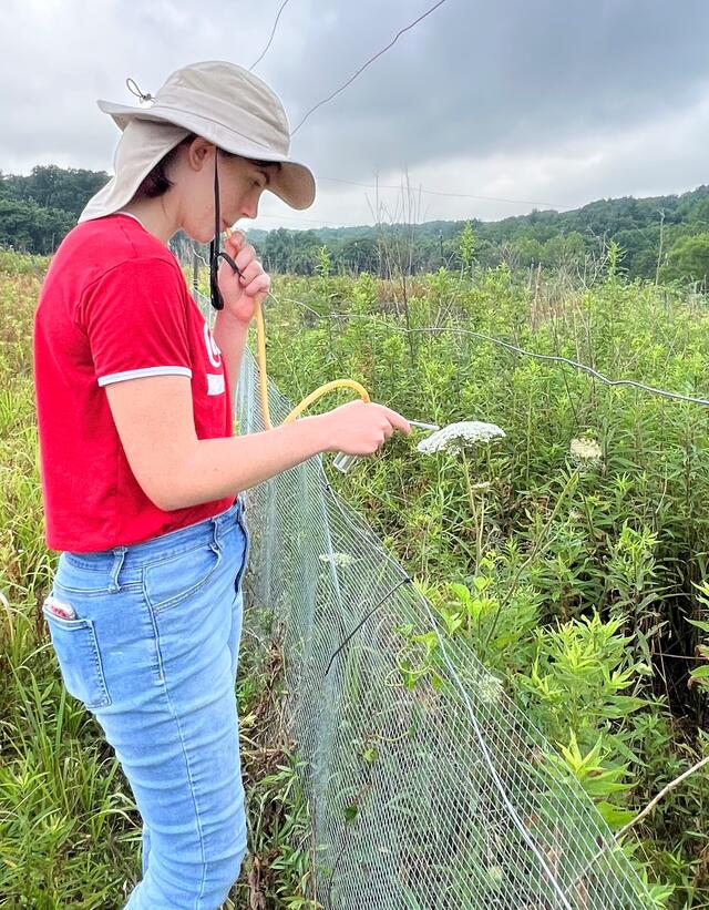Student Sophie Gilbart uses an aspirator to capture a bug on a flower.