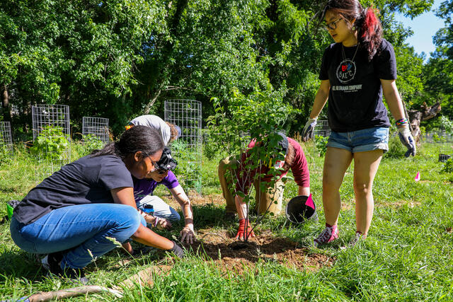 Students planting a tree together.