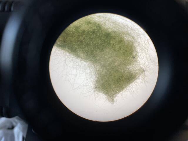 Photo through a microscope of green algae in a petri dish.