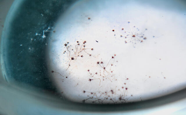 A close-up photo of a petri dish with jellyfish polyps inside.
