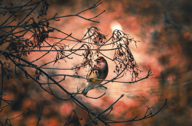 Tyler McDaniel Capstone