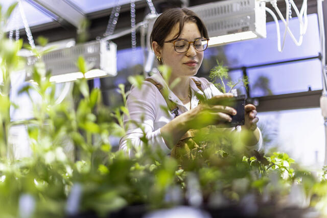 A student works with plants inside the McDaniel greenhouse.