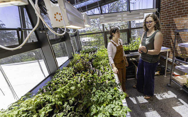 An instructor speaks with a student, surrounded by plants in the McDaniel greenhouse.