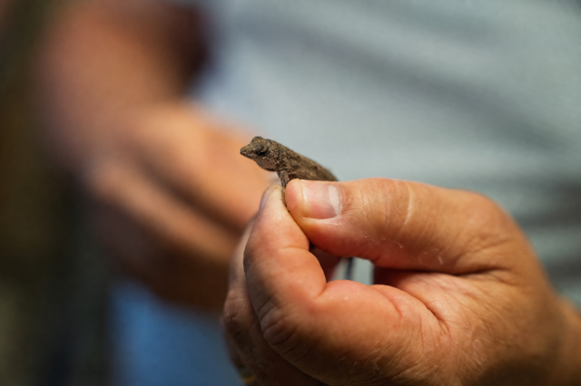 A brown anole lizard held in a person's hands.