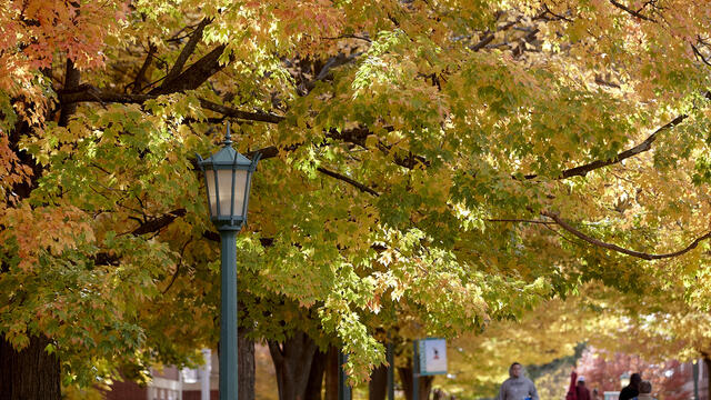 Fall leaves on campus.