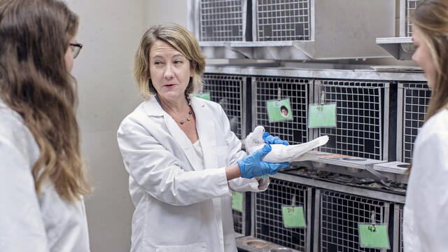 Professor holding pigeon in the pigeon lab speaking with students.