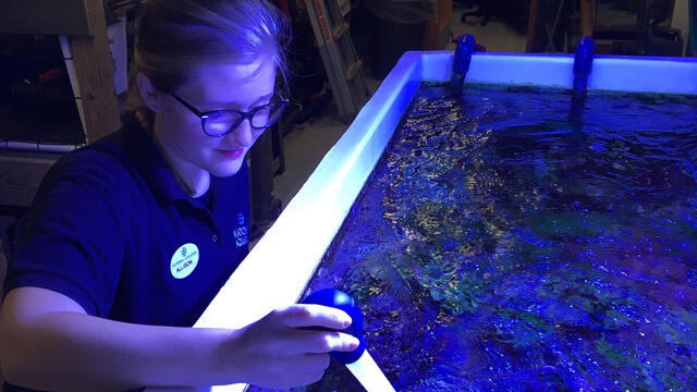 Allison Parker gathering real-world experiences and exploring careers at the famed National Aquarium. 