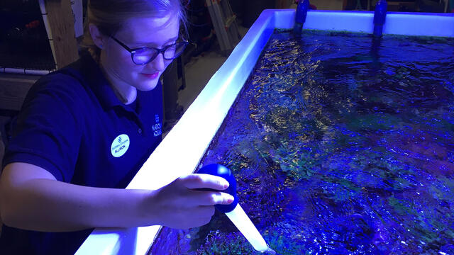 Allison Parker gathering real-world experiences and exploring careers at the famed National Aquarium.