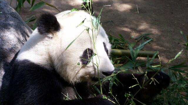 panda bear at san Diego zoo