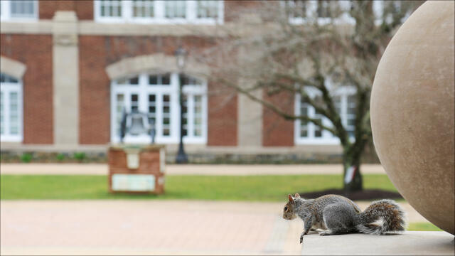 McDaniel_ZOOM_Squirrel