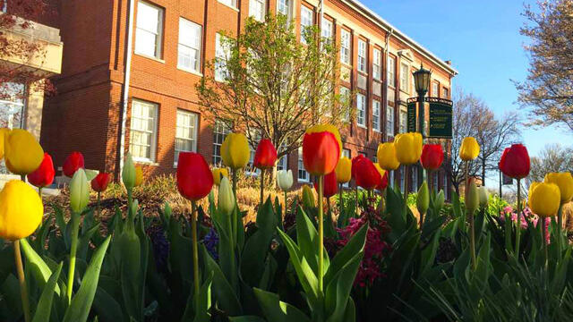 mcdaniel tulips