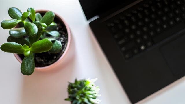 laptop with plant graphic