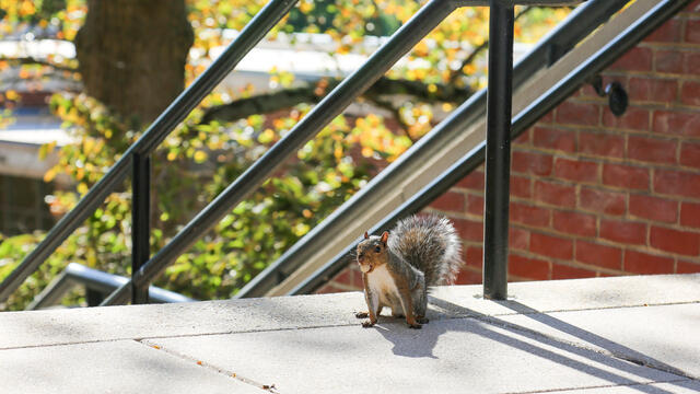 campus squirrel