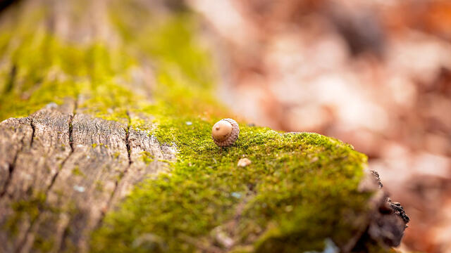 acorn fall photo