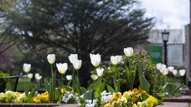 campus flowers