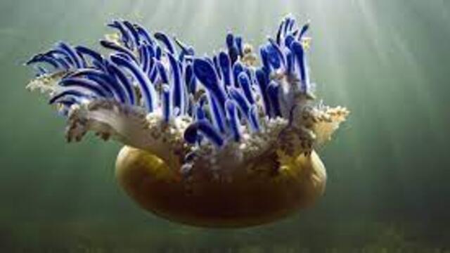 updside down jellyfish