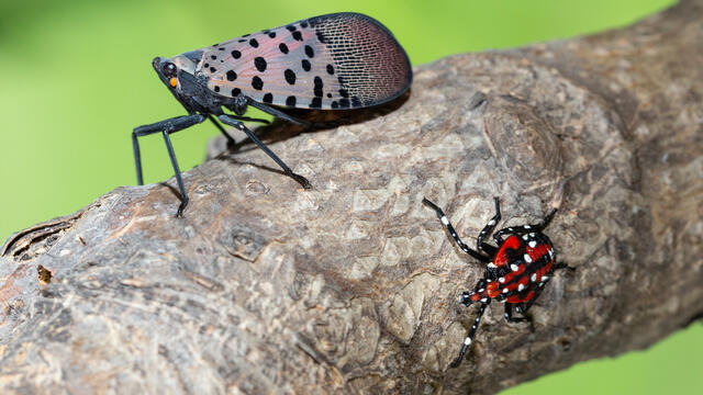 A spotted lanternfly next to a nymph lanternfly on a tree branch.