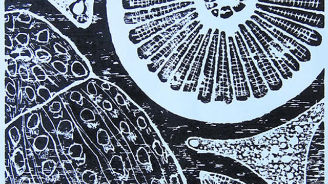 Detail from wood print at Honors Art Exhibition at McDaniel College