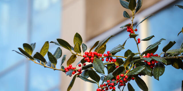 Holly tree on campus.